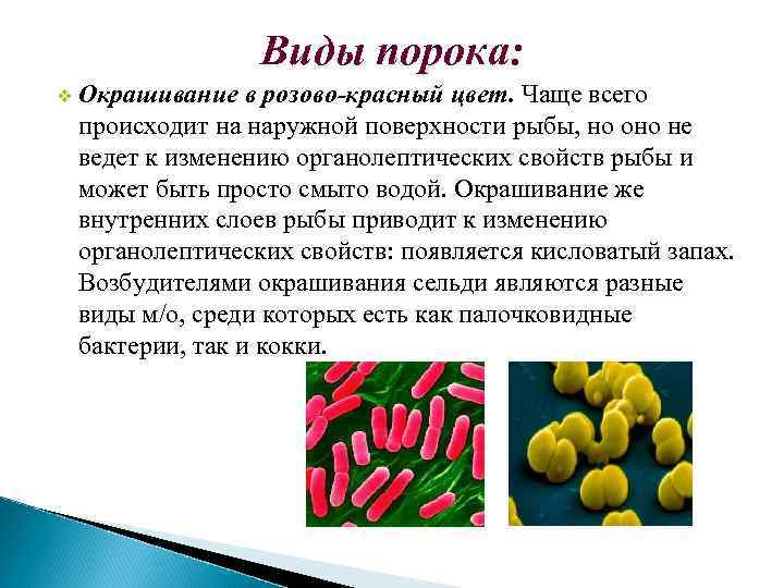 Микробиология рыбных продуктов презентация