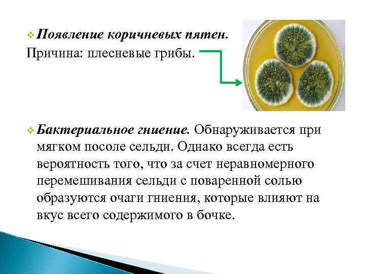 v Появление коричневых пятен. Причина: плесневые грибы. v Бактериальное гниение. Обнаруживается при мягком посоле