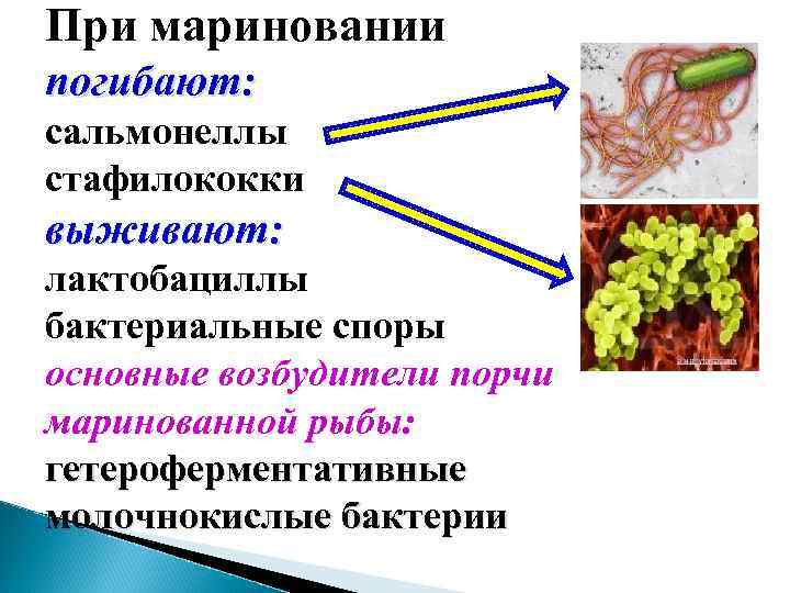 Гетероферментативные молочнокислые бактерии. Микробиология рыбы и рыбных продуктов. Спора бактерии. Культивировании гетероферментативных молочнокислых бактерий.