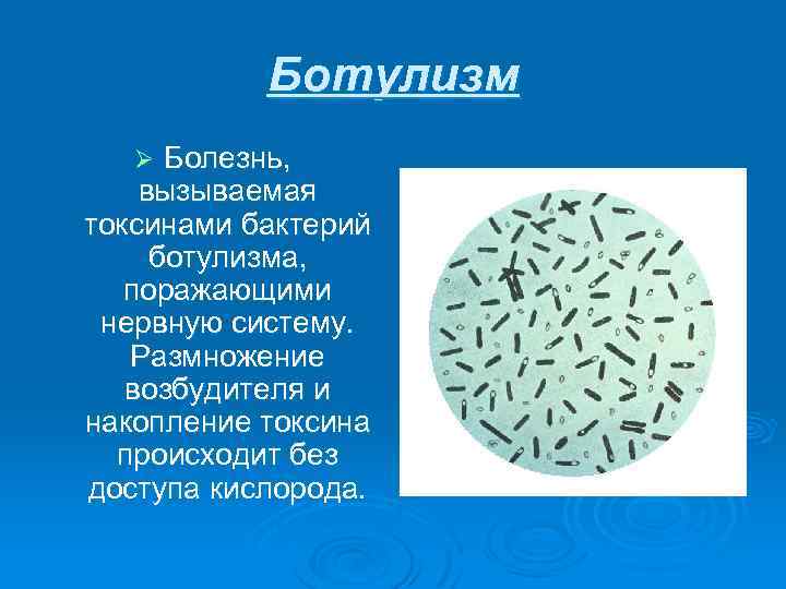 Ботулизм Болезнь, вызываемая токсинами бактерий ботулизма, поражающими нервную систему. Размножение возбудителя и накопление токсина