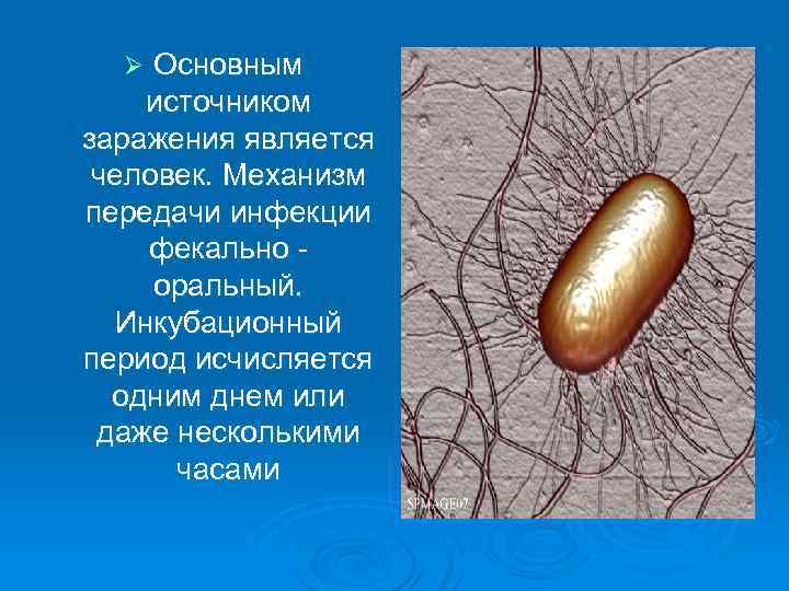 Основным источником заражения является человек. Механизм передачи инфекции фекально оральный. Инкубационный период исчисляется одним