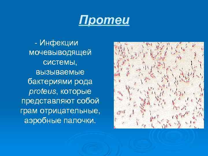 Протеи - Инфекции мочевыводящей системы, вызываемые бактериями рода proteus, которые представляют собой грам отрицательные,