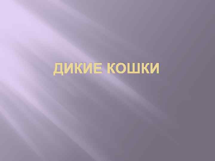 ДИКИЕ КОШКИ 