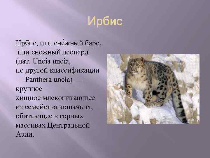 И рбис, или сне жный барс, или снежный леопард (лат. Uncia uncia, по другой