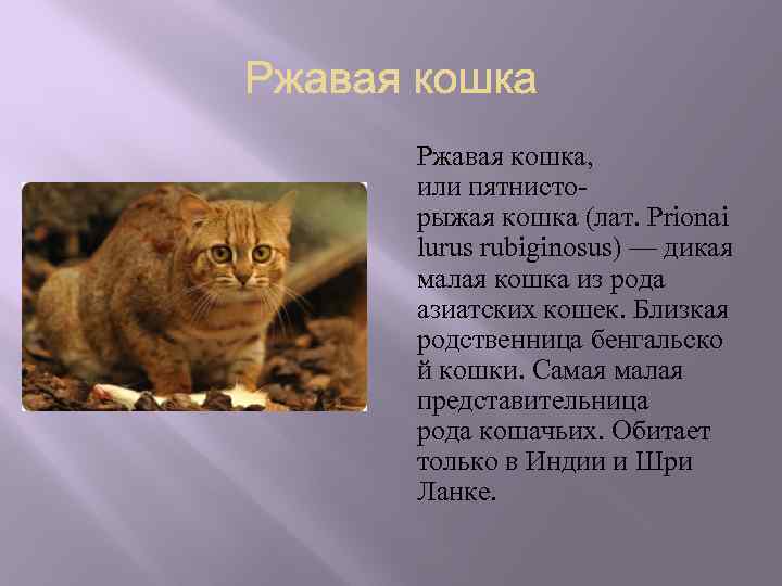 Ржавая кошка, или пятнисторыжая кошка (лат. Prionai lurus rubiginosus) — дикая малая кошка из