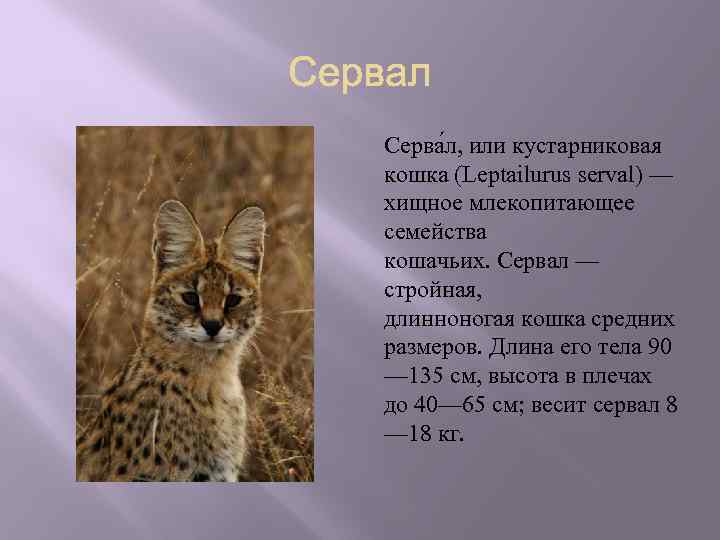 Серва л, или кустарниковая кошка (Leptailurus serval) — хищное млекопитающее семейства кошачьих. Сервал —