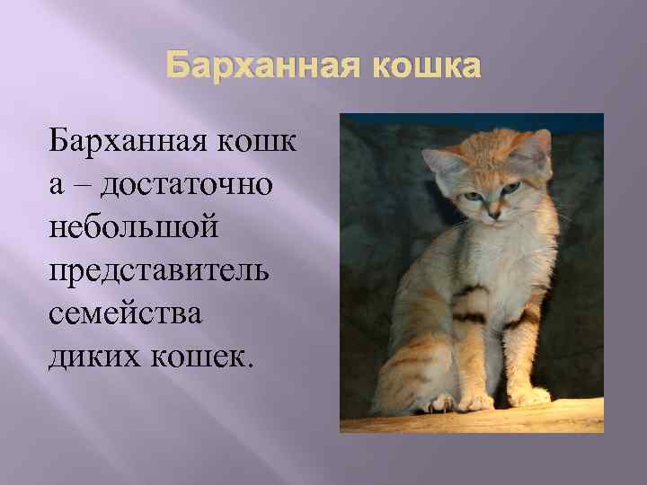 Кошка относится