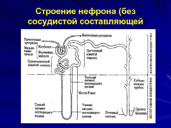 Строение нефрона (без сосудистой составляющей 