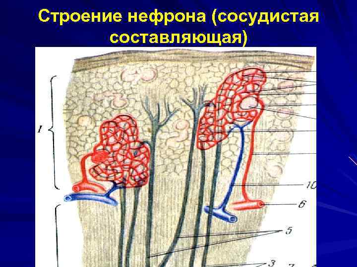 Строение нефрона (сосудистая составляющая) 