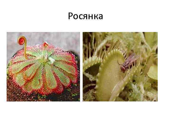 Росянка 