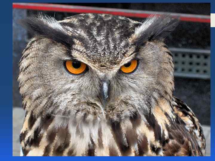 §Какая птица с древности считается символом мудрости и познания? §ласточка §сова §голубь 