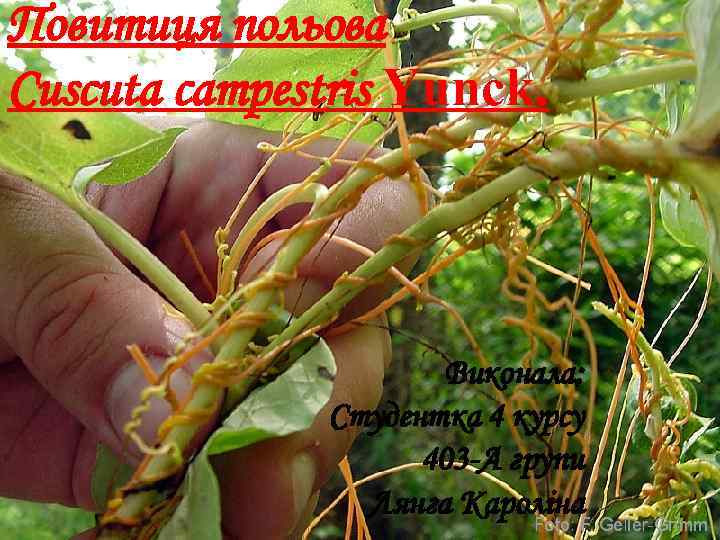 Повитиця польова Cuscuta campestris Yunck. Виконала: Студентка 4 курсу 403 -А групи Лянга Кароліна