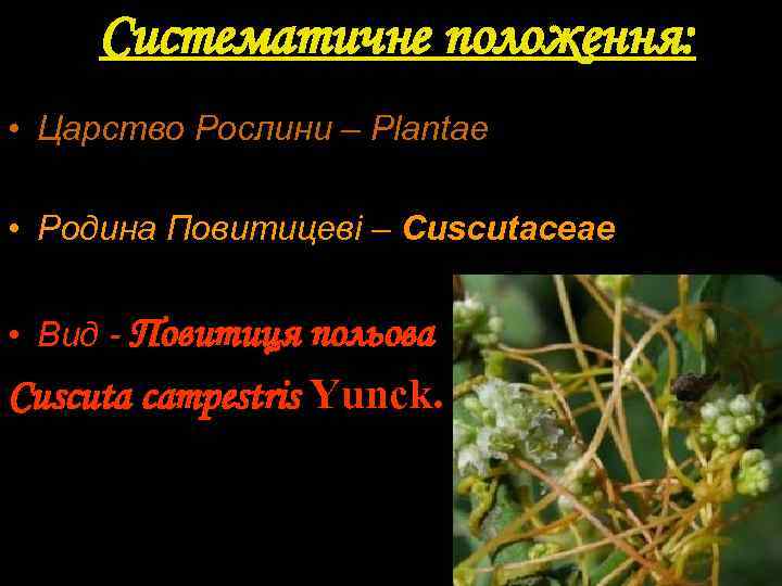 Систематичне положення: • Царство Рослини – Plantae • Родина Повитицеві – Cuscutaceae • Вид