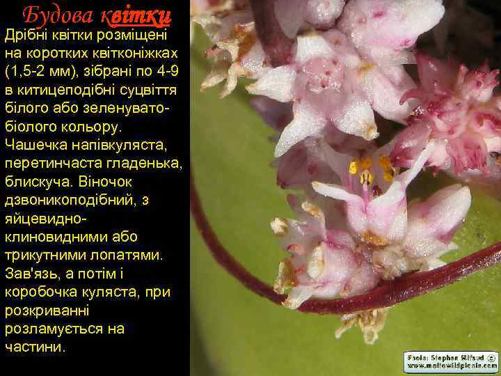 Будова квітки Дрібні квітки розміщені на коротких квітконіжках (1, 5 2 мм), зібрані по