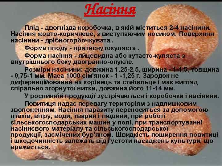 Насіння Плід двогнізда коробочка, в якій міститься 2 4 насінини. Насіння жовто коричневе, з