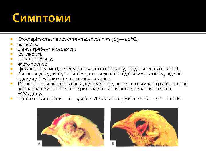 Симптоми Спостерігаються висока температура тіла (43 — 44 °С), млявість, ціаноз гребеня й сережок,