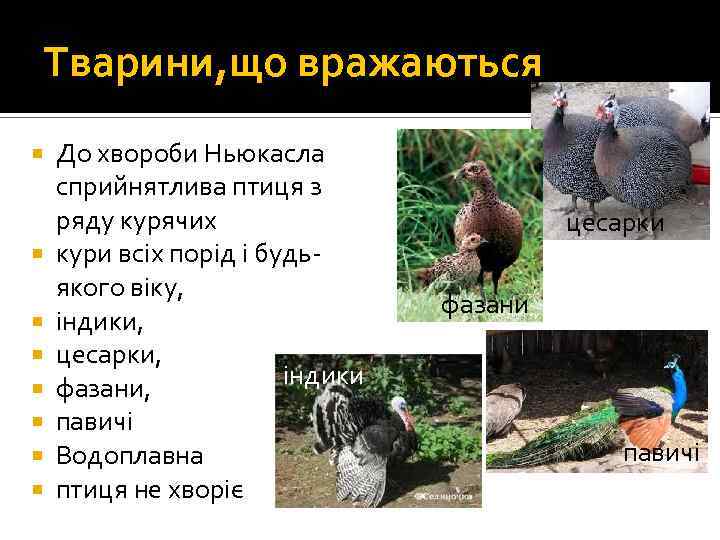 Тварини, що вражаються До хвороби Ньюкасла сприйнятлива птиця з ряду курячих кури всіх порід