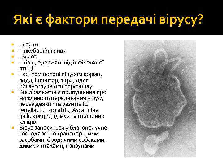 Які є фактори передачі вірусу? - трупи - інкубаційні яйця - м'ясо - пір'я,