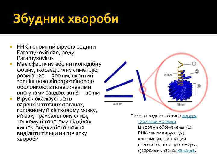 Збудник хвороби РНК-геномний вірус із родини Paramyxoviridae, роду Paramyxovirus Має сферичну або ниткоподібну форму,