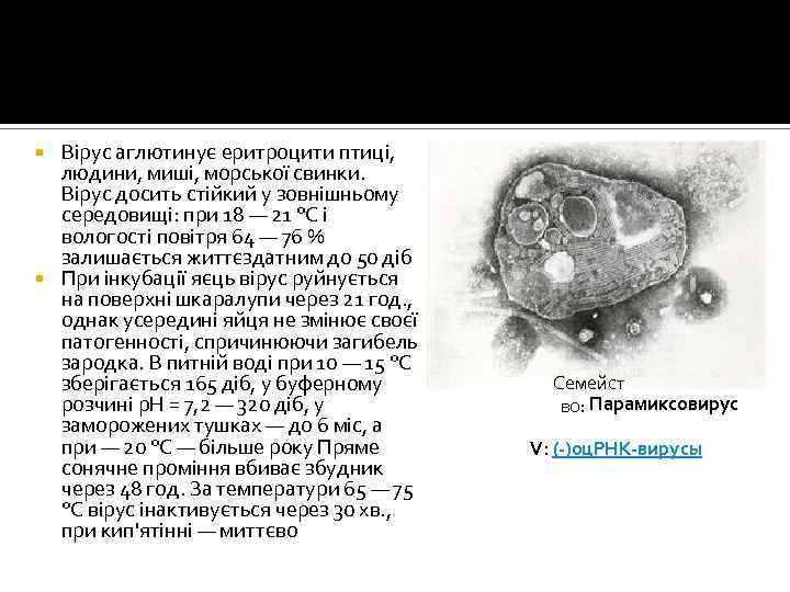 Вірус аглютинує еритроцити птиці, людини, миші, морської свинки. Вірус досить стійкий у зовнішньому середовищі: