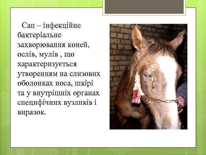 Сап – інфекційне бактеріальне захворювання коней, ослів, мулів , що характеризується утворенням на слизових