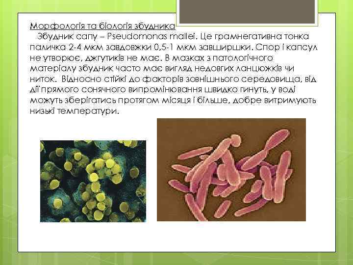 Морфологія та біологія збудника Збудник сапу – Pseudomonas mallei. Це грамнегативна тонка паличка 2