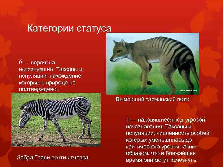 Категории статуса 0 — вероятно исчезнувшие. Таксоны и популяции, нахождение которых в природе не