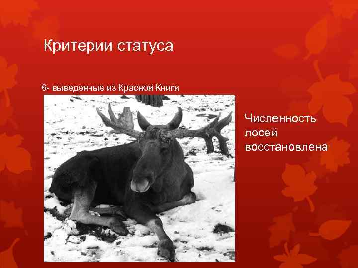 Критерии статуса 6 - выведенные из Красной Книги Численность лосей восстановлена 