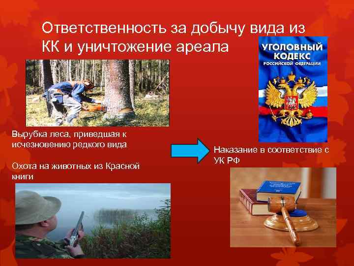 Ответственность за добычу вида из КК и уничтожение ареала Вырубка леса, приведшая к исчезновению