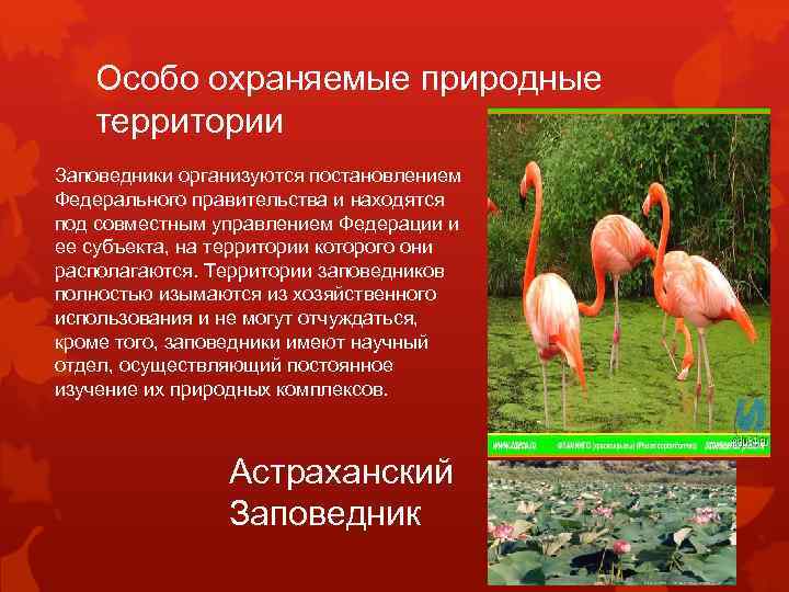 Особо охраняемые природные территории Заповедники организуются постановлением Федерального правительства и находятся под совместным управлением