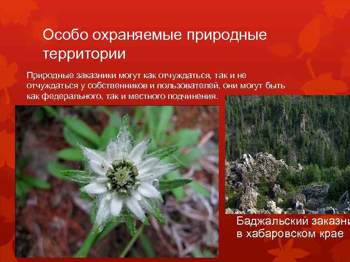 Особо охраняемые природные территории Природные заказники могут как отчуждаться, так и не отчуждаться у