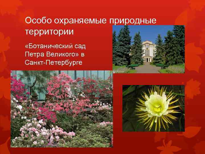 Особо охраняемые природные территории «Ботанический сад Петра Великого» в Санкт-Петербурге 