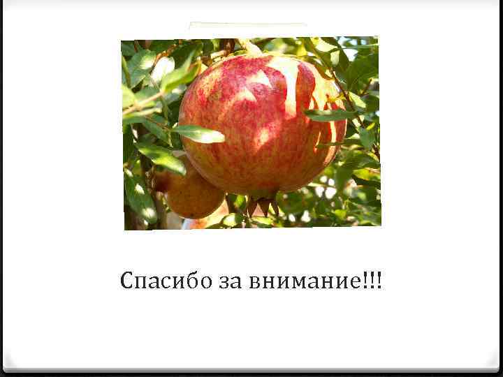 Спасибо за внимание!!! 