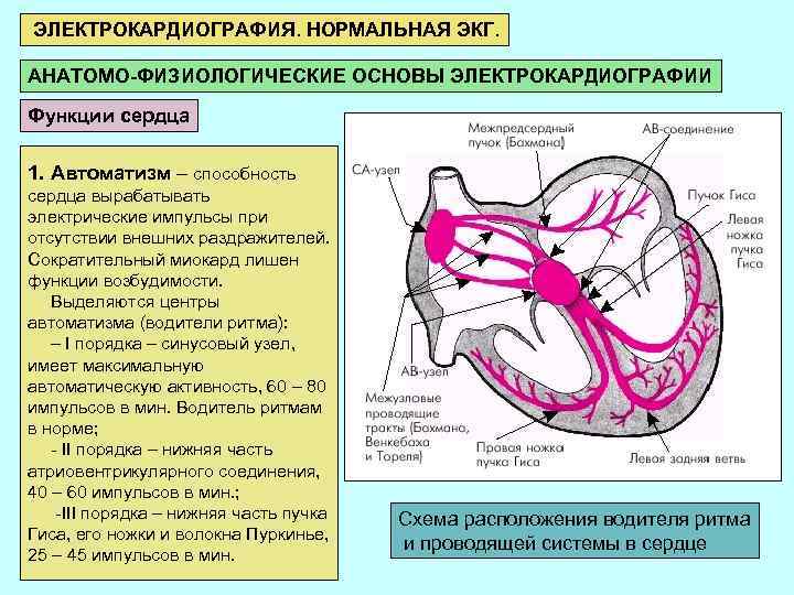  ЭЛЕКТРОКАРДИОГРАФИЯ. НОРМАЛЬНАЯ ЭКГ. АНАТОМО-ФИЗИОЛОГИЧЕСКИЕ ОСНОВЫ ЭЛЕКТРОКАРДИОГРАФИИ Функции сердца 1. Автоматизм – способность сердца