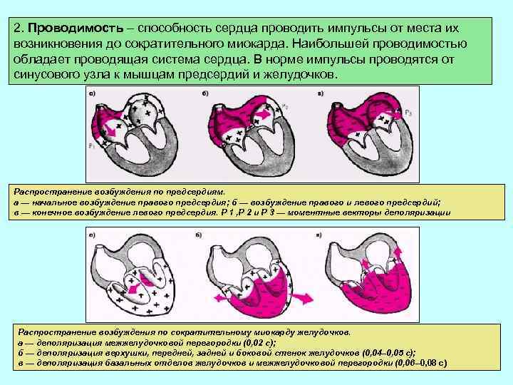 2. Проводимость – способность сердца проводить импульсы от места их возникновения до сократительного миокарда.