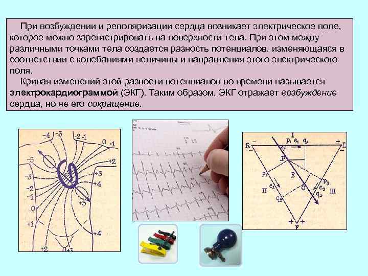 При возбуждении и реполяризации сердца возникает электрическое поле, которое можно зарегистрировать на поверхности тела.