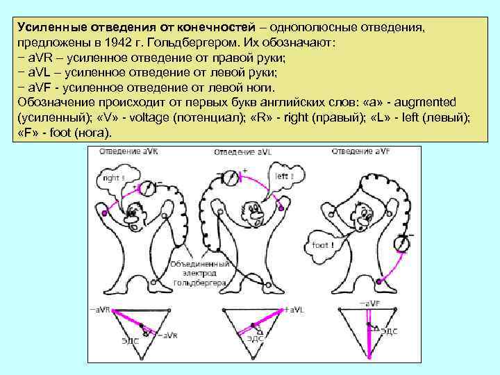 Усиленные отведения от конечностей – однополюсные отведения, предложены в 1942 г. Гольдбергером. Их обозначают: