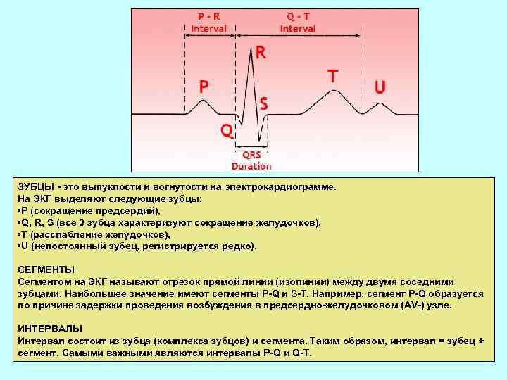 ЗУБЦЫ - это выпуклости и вогнутости на электрокардиограмме. На ЭКГ выделяют следующие зубцы: •