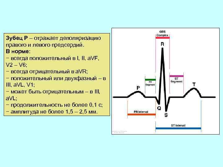 Зубец Р – отражает деполяризацию правого и левого предсердий. В норме: − всегда положительный