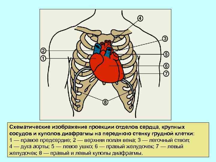 Проекция на переднюю грудную стенку. Проекция клапанов сердца на грудную клетку схема. Проекция границ сердца на грудную клетку. Проекция сердца на переднюю стенку грудной клетки. Проекция отделов сердца на грудную стенку.