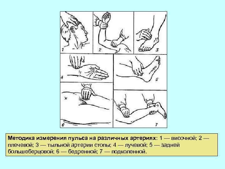 Практическая работа определение пульса и числа сердечных. Методика исследования пульса на лучевой артерии алгоритм. Исследование частоты пульса на периферических артериях. Исследование пульса на височной артерии алгоритм. Места измерения пульса у человека.