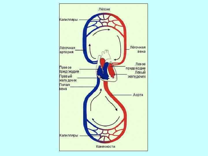 Малый круг кровообращения птиц схема