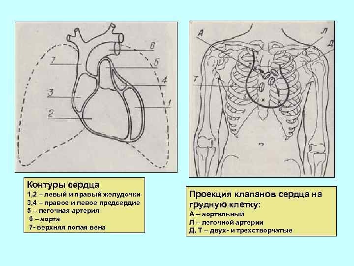 Проекция сердца на грудную