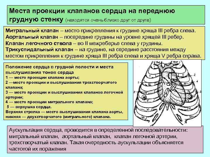 Места проекции клапанов сердца на переднюю грудную стенку (находятся очень близко друг от друга)