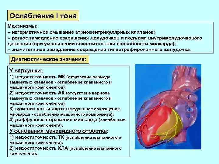 Открытый атриовентрикулярный канал презентация