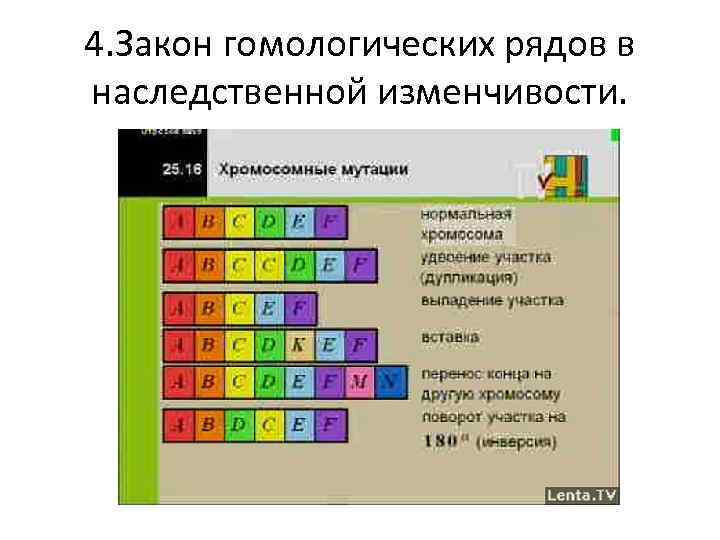 4. Закон гомологических рядов в наследственной изменчивости. 