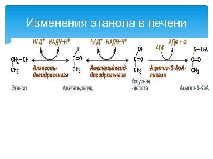 Изменения этанола в печени 