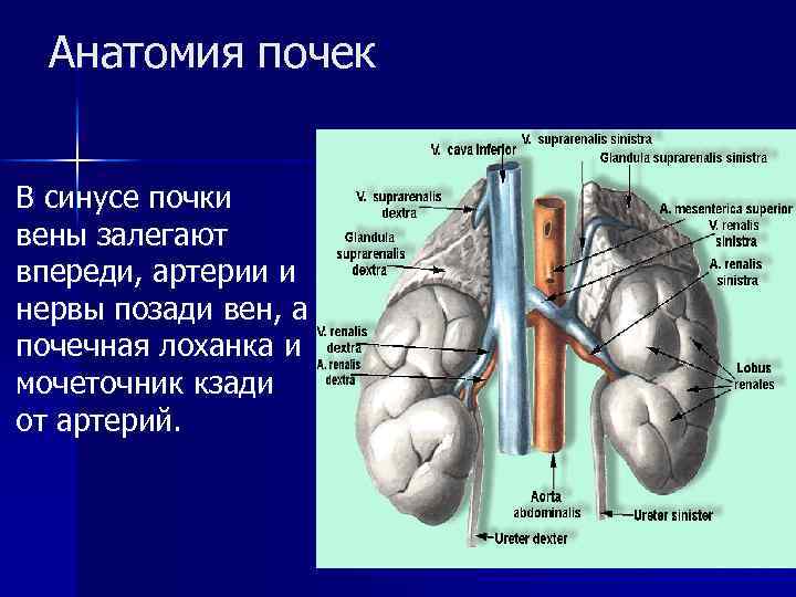 Анатомия почек В синусе почки вены залегают впереди, артерии и нервы позади вен, а