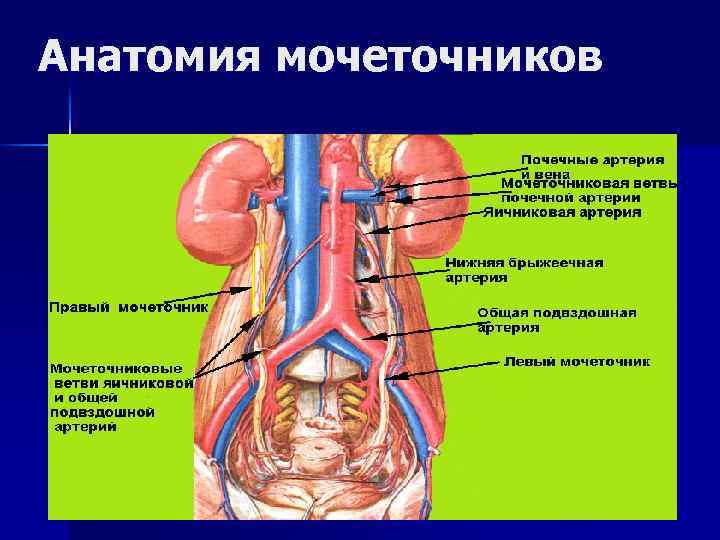 Анатомия мочеточников 