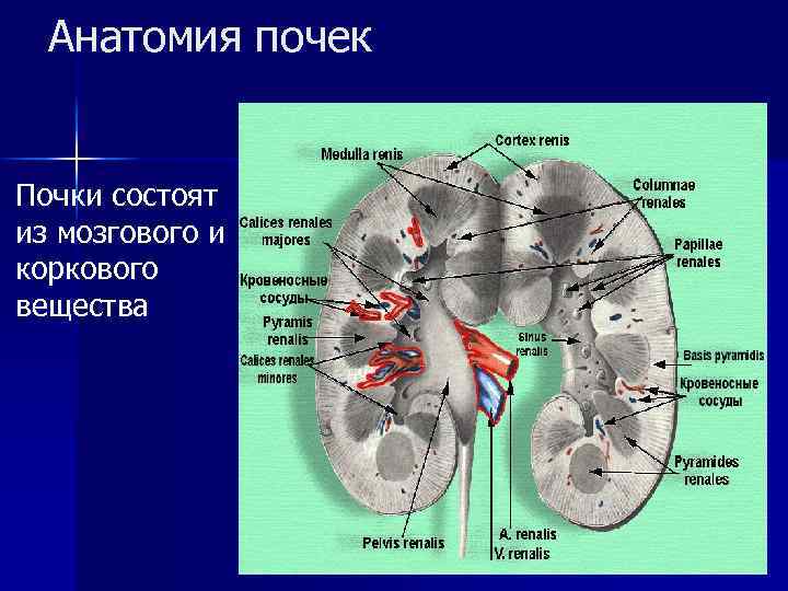 Почка в разрезе анатомия фото